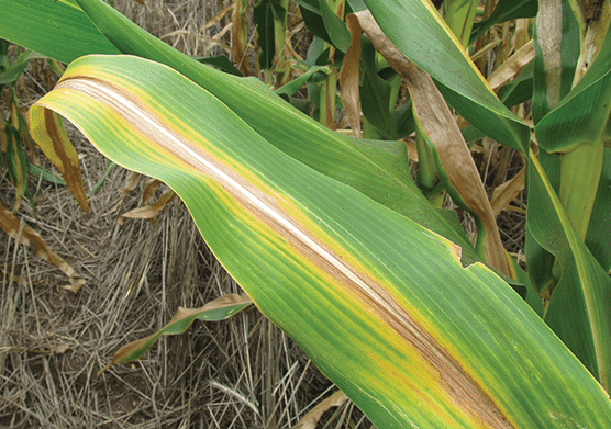 Nitrogen Deficiency Detection